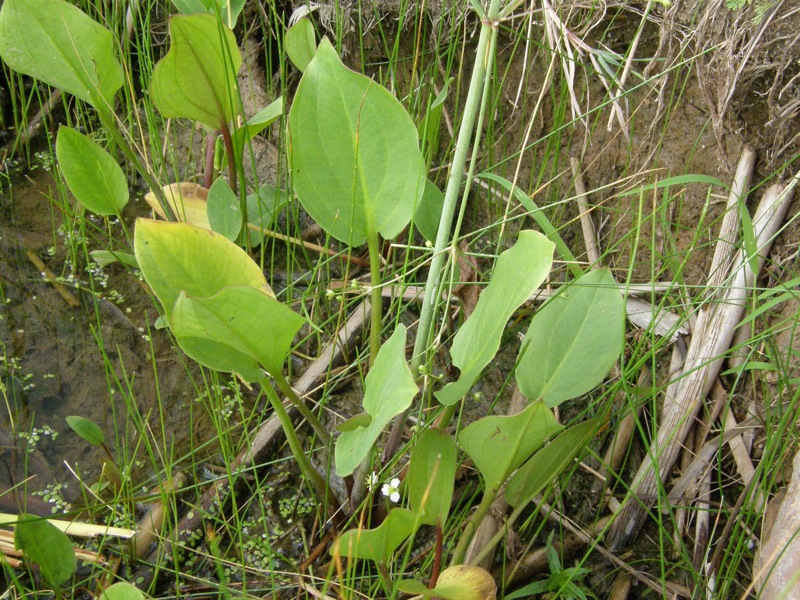 Northern Water-plantain