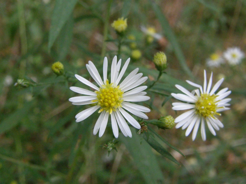 Small White Aster ?