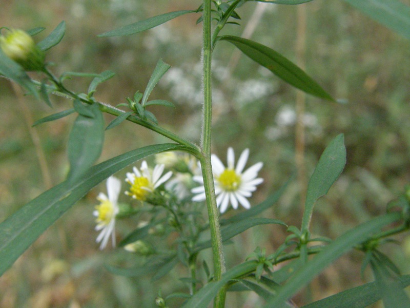 Small White Aster ?