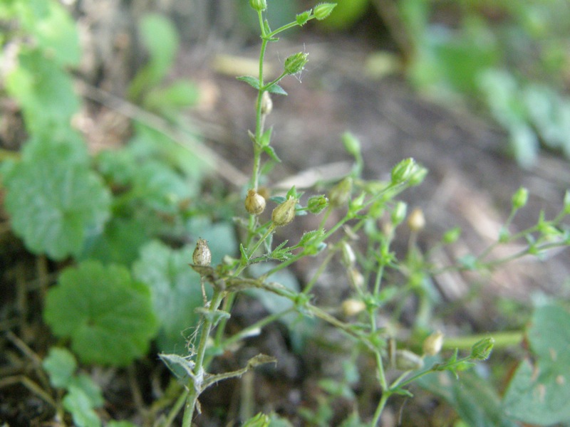 Thyme-leafed Sandwort