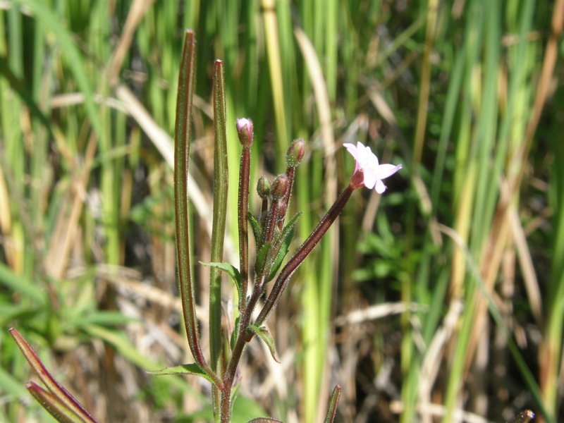 American Willow-herb