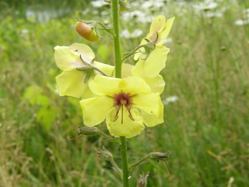 Moth Mullein, Yellow Form