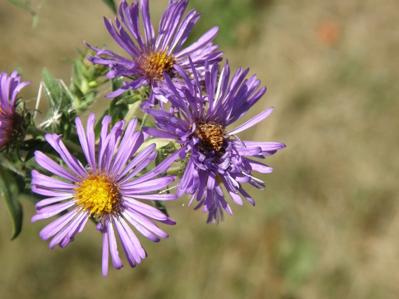 New-England Aster