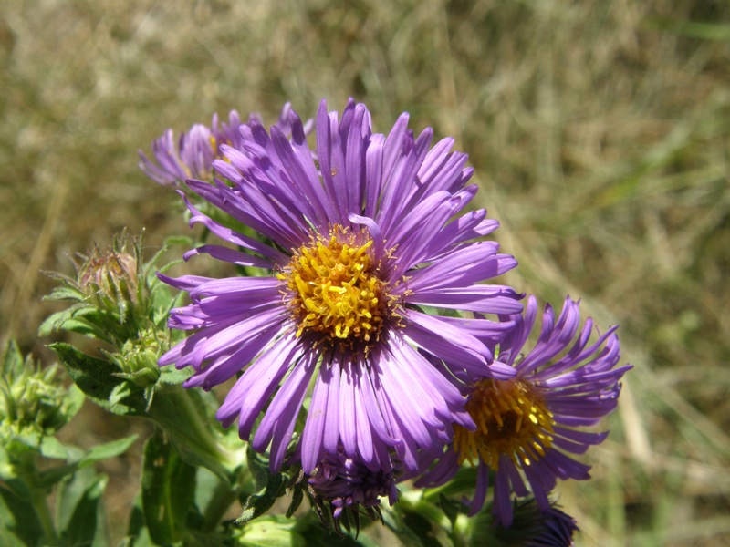 New-England Aster