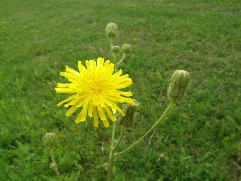 Field Sow-thistle