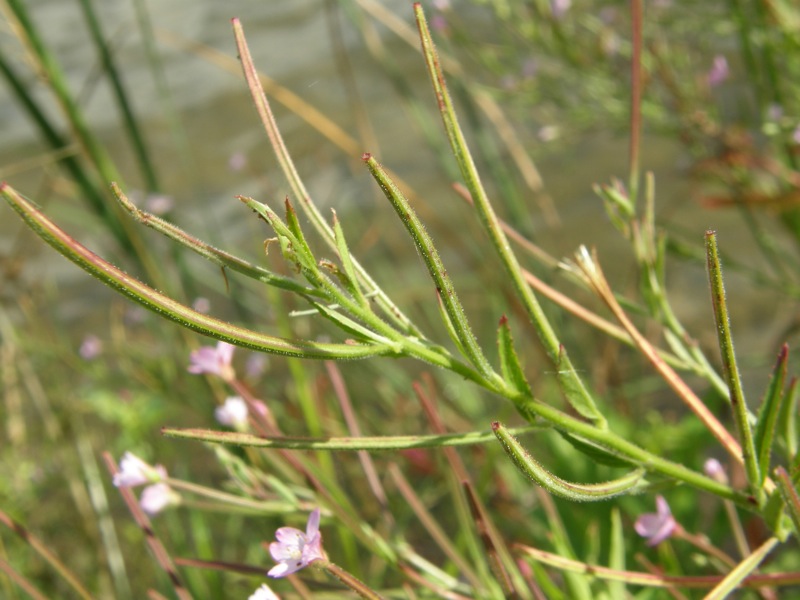 American Willow-herb
