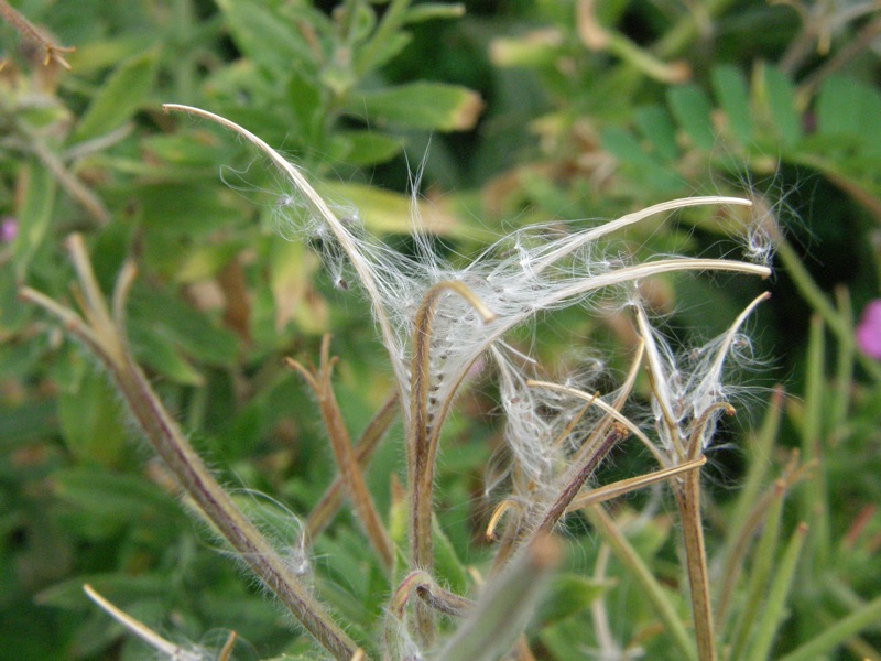 Hairy Willow-herb