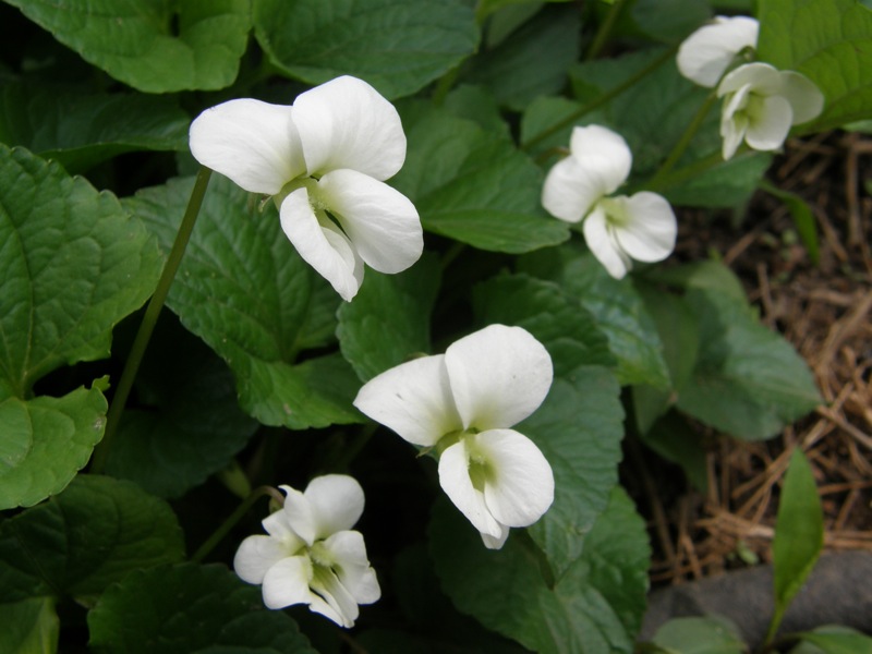 Common Violet, White